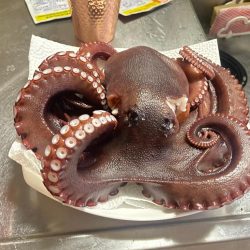 タコタコ🐙