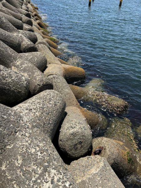 帰ってきた初夏の穴釣り