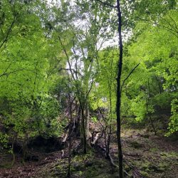 小雨の中