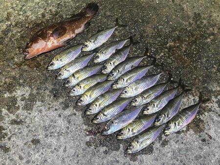 良型の姿はほぼ無いけど豆は安定気味！