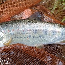 水量が減っても本流は問題無し！