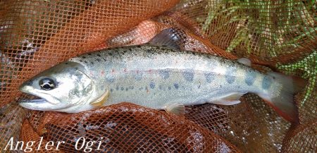 水量が減っても本流は問題無し！