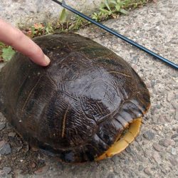 マブナ釣り