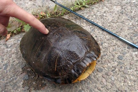 マブナ釣り