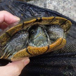 小ブナ釣り