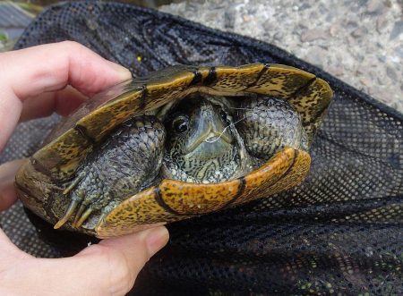 小ブナ釣り