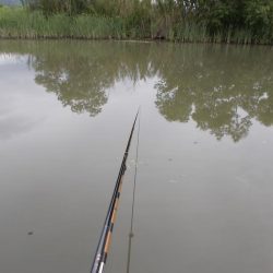 紀ノ川 ヘラブナ釣り　5枚