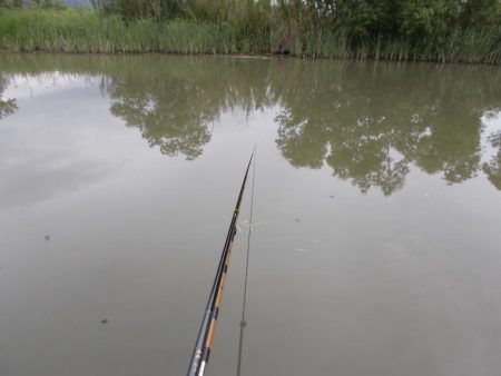 紀ノ川 ヘラブナ釣り　5枚