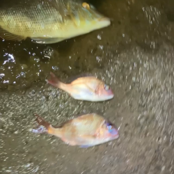 天神崎で年一回の本気の投げ釣り