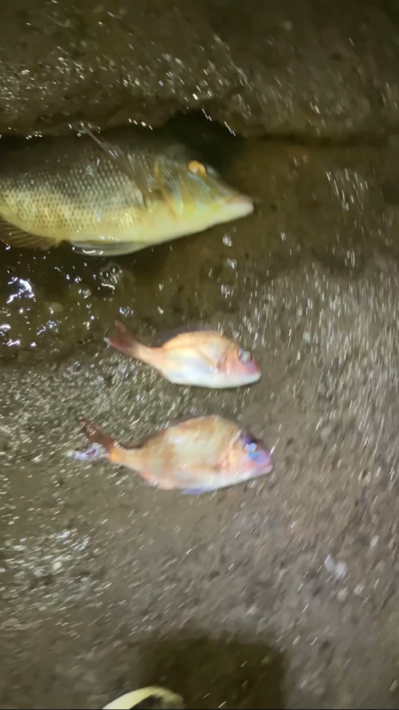 天神崎で年一回の本気の投げ釣り