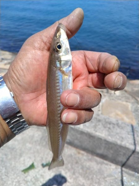 播磨新島のキス釣査