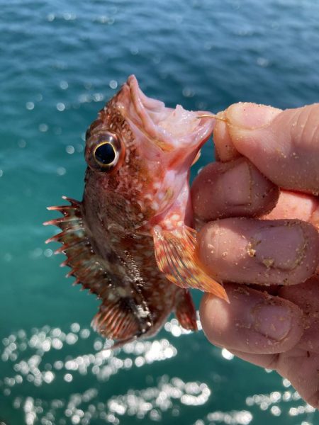 紀州釣り