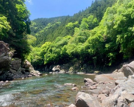 鮎の友釣り