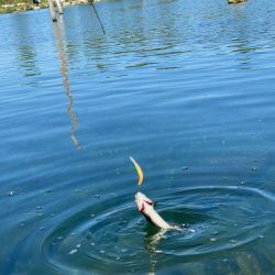 高島の泉さんで爆釣