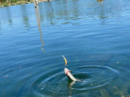 高島の泉さんで爆釣