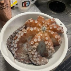 タコタコ🐙