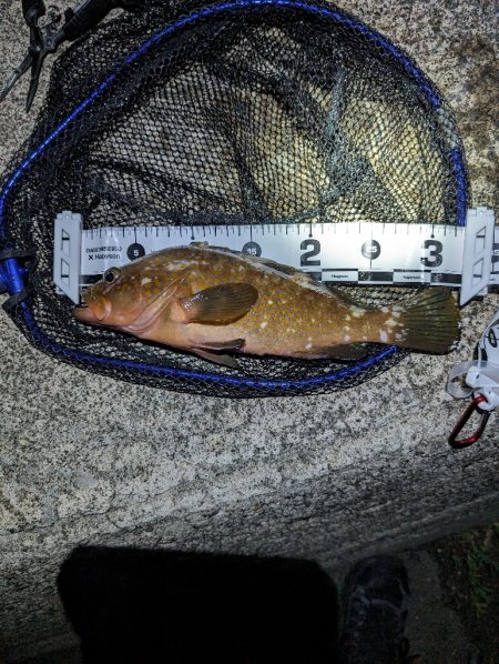 陸っぱり釣行記