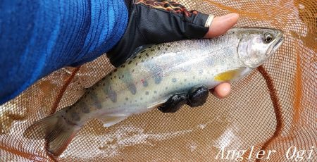 雨後の増水でビッグサイズ登場！