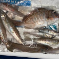 シロギスタの逃した魚は…