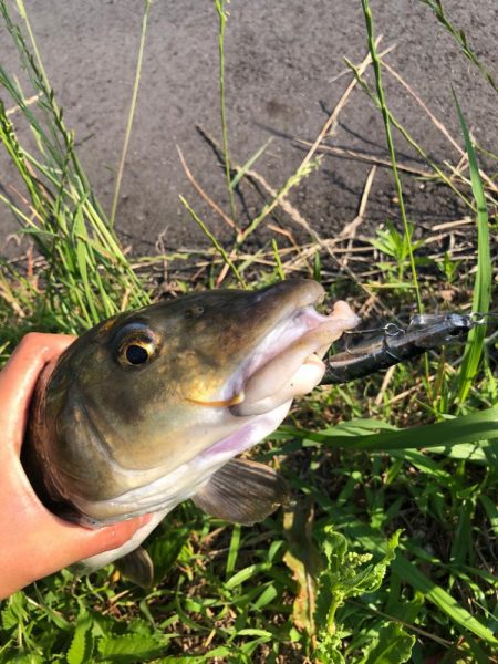 最近マイブームの釣り