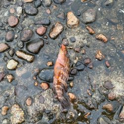 ２日大雨後の根魚調査