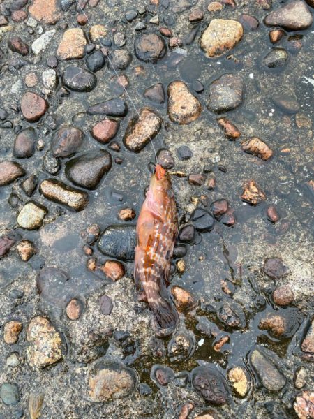 ２日大雨後の根魚調査