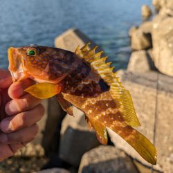 陸っぱり釣行記