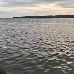 トップでキビレが釣れました!