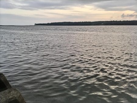 トップでキビレが釣れました!