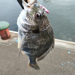 ニューリール鱗付け釣行