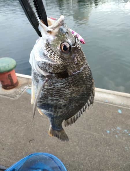 ニューリール鱗付け釣行