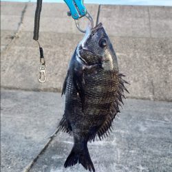 紀州釣りに挑戦🙋