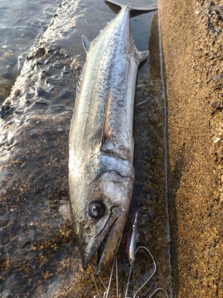 先週に続きショアジギングで鰆