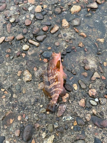 ２日大雨後の根魚調査