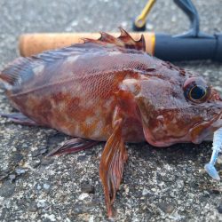 ロックフィッシュ釣行