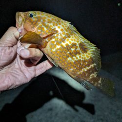 陸っぱり釣行記