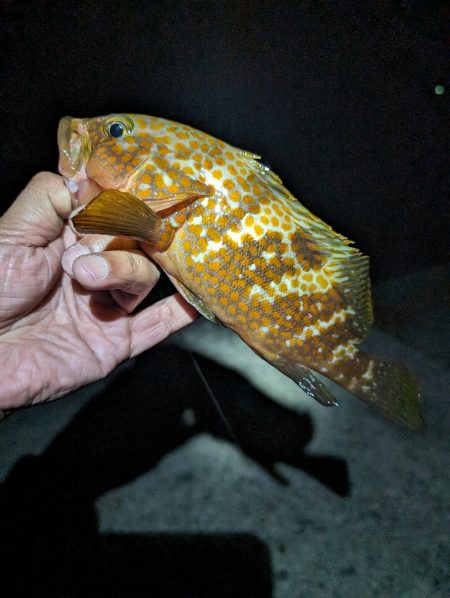 陸っぱり釣行記