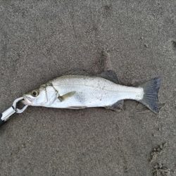 トップでキビレが釣れました!