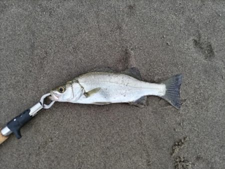 トップでキビレが釣れました!