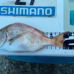 シロギスタの逃した魚は…