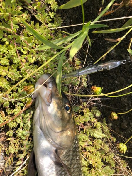 最近マイブームの釣り