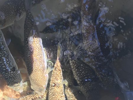 室津のショウサイ白子便