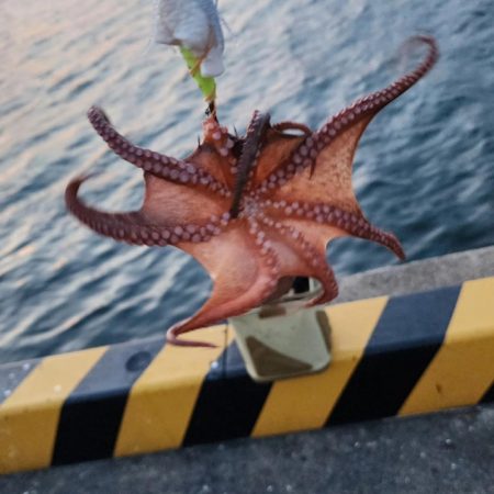 仕事終わりタコ🐙