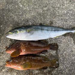 青物とす根魚