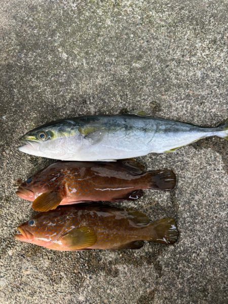 青物とす根魚