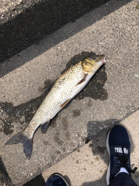 最近マイブームの釣り