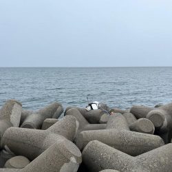 魚津港 フカセ釣り