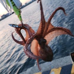 仕事終わりタコ🐙