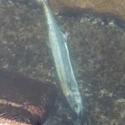 先週に続きショアジギングで鰆