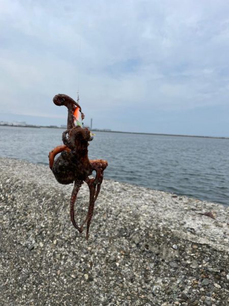 初タコ釣り